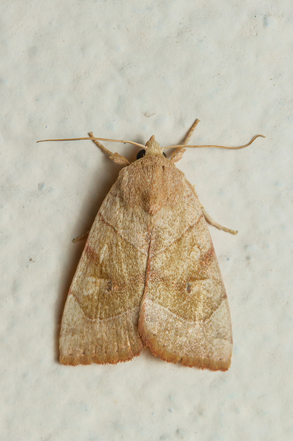 Cosmia trapezina - közönséges lombbagoly