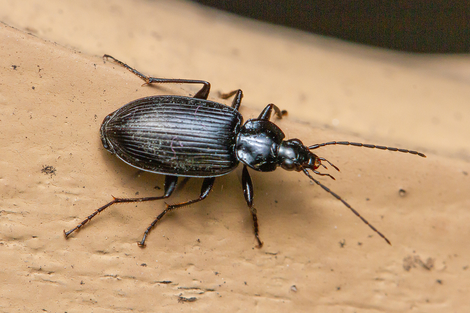 Agonum lugens - mocsári kisfutó Agonum lugens - mocsári kisfutó