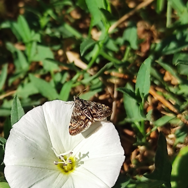 Aporodes floralis - articsókaevő tűzmoly
