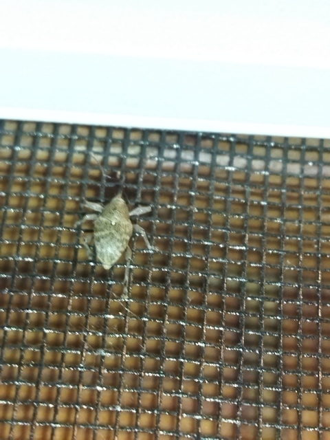 Curculio glandium - tölgymakkzsuzsóka