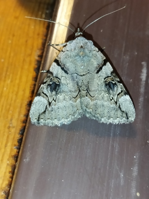 Catocala hymenaea - kökény-övesbagoly