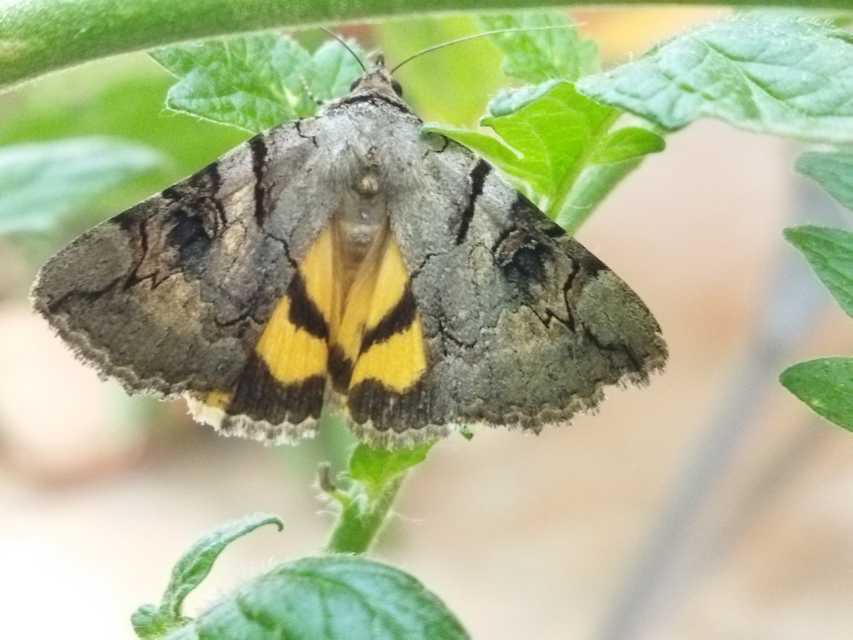 Catocala hymenaea - kökény-övesbagoly