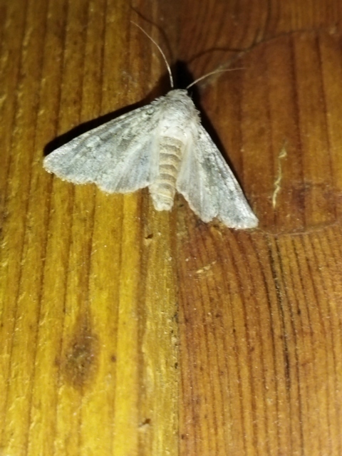 Hecatera dysodea - parajbagoly
