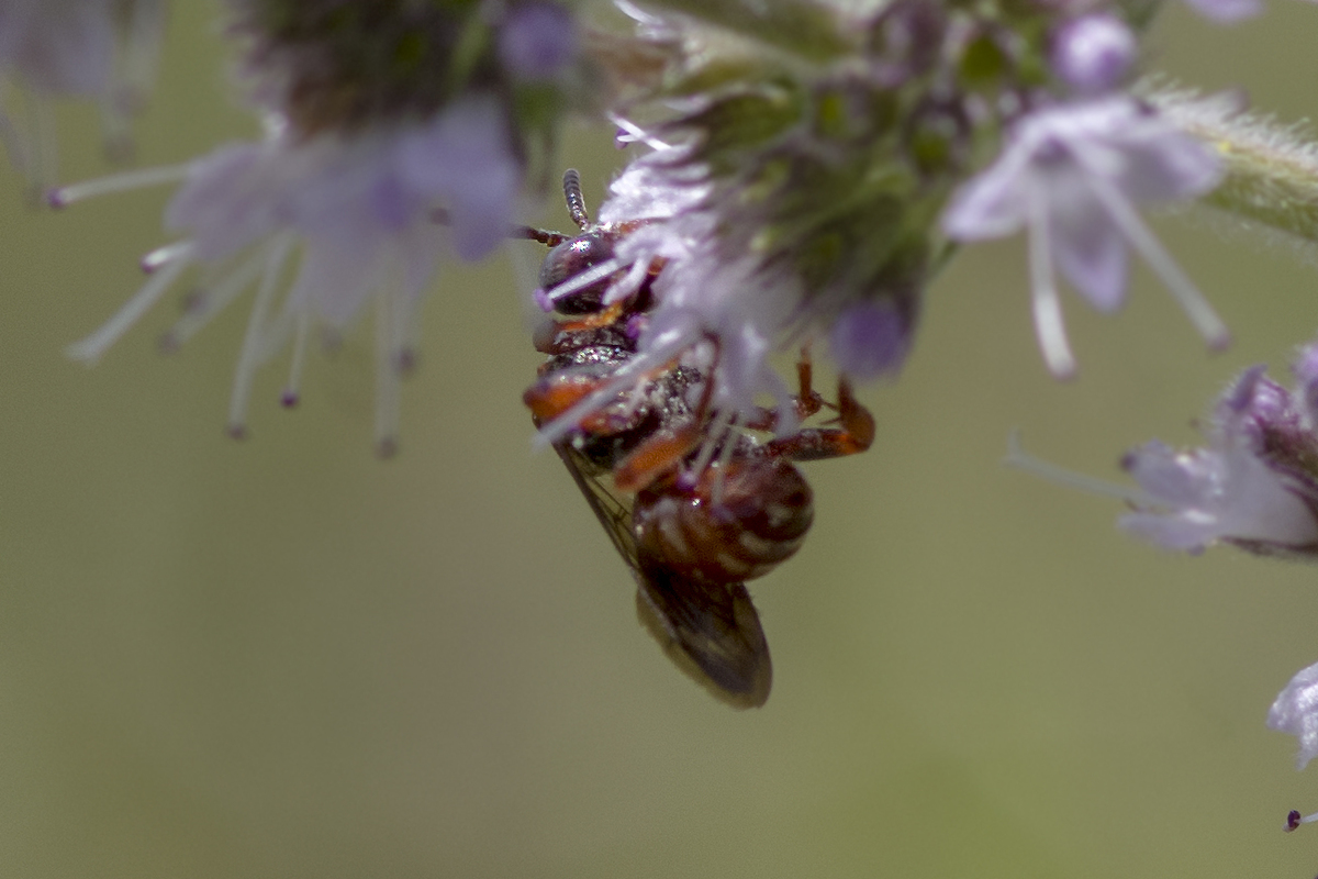 Pasites maculatus