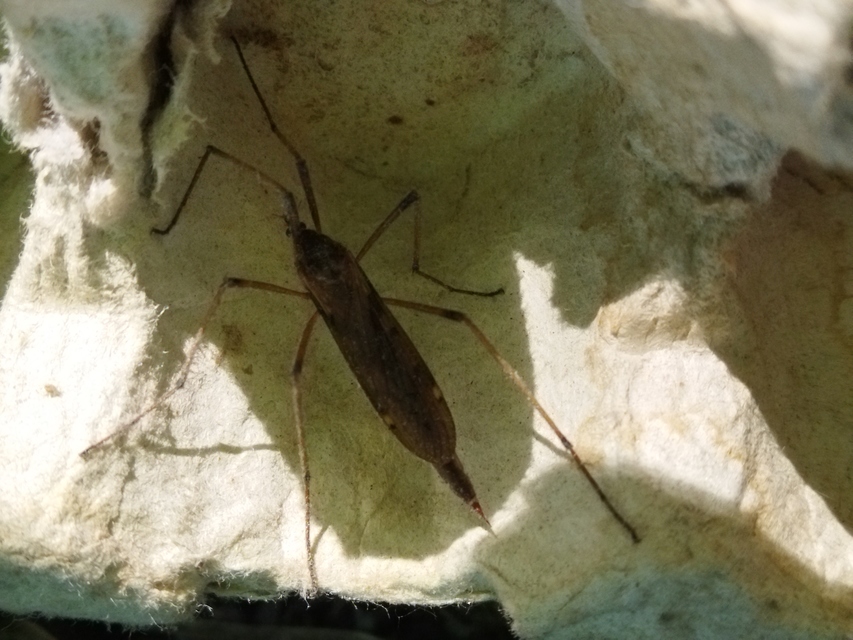 Eutonia barbipes