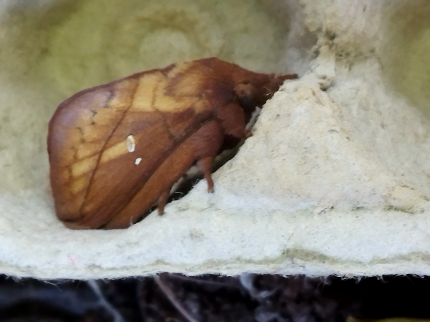 Euthrix potatoria - szomjas pohók