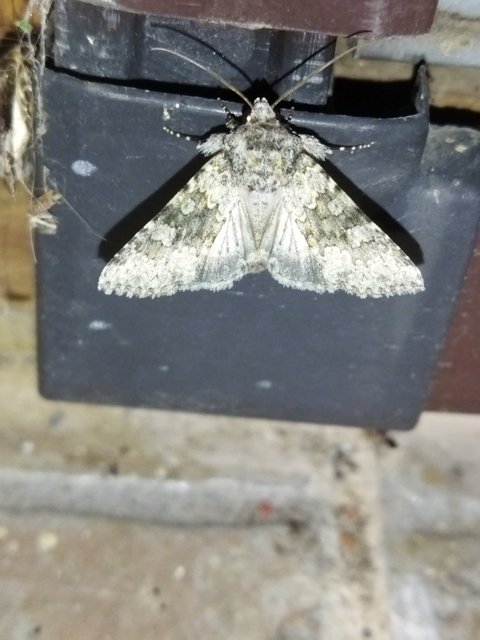 Hecatera dysodea - parajbagoly