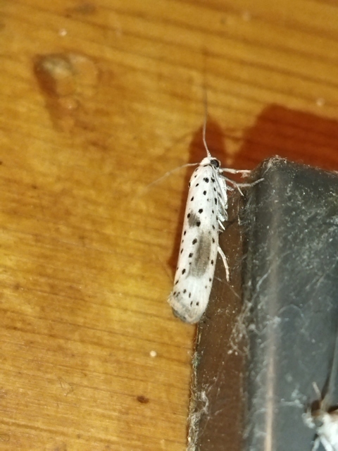 Yponomeuta irrorella - pókhálós kökénymoly