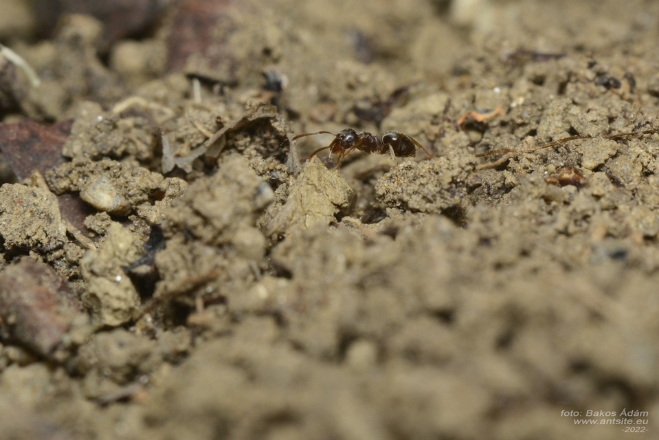 Lasius alienus - kövi feketehangya