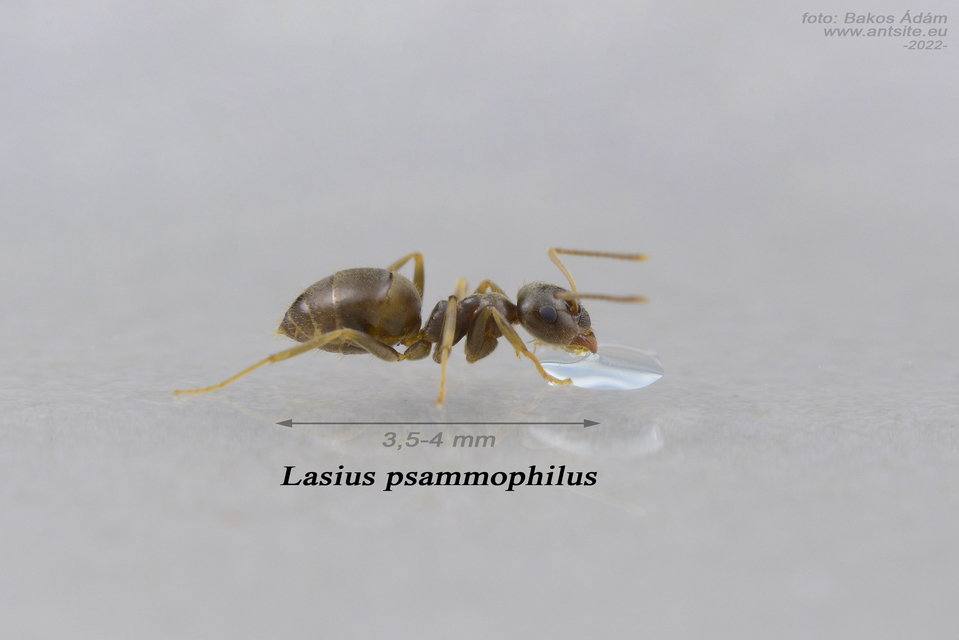 Lasius alienus - kövi feketehangya