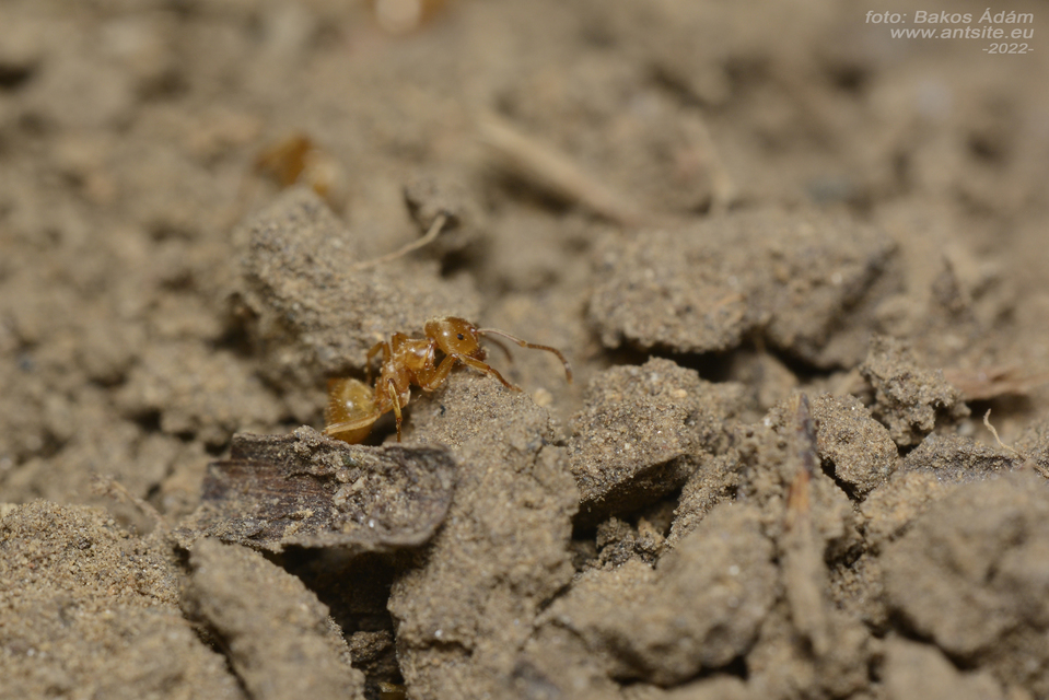 Lasius nitidigaster - bolgár borostyánhangya
