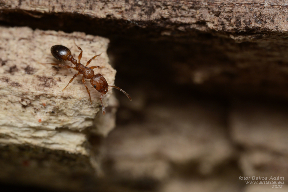 Temnothorax clypeatus - rozsdás kéreghangya