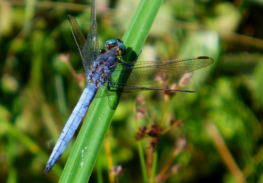 Orthetrum coerulescens - karcsú pásztorszitakötő