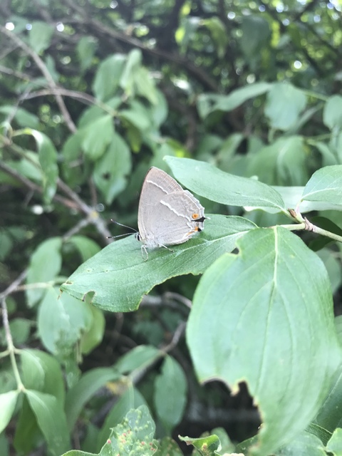 Neozephyrus quercus - tölgyfalepke
