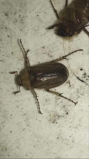 Rhizotrogus aestivus - tavaszvégi cserebogár