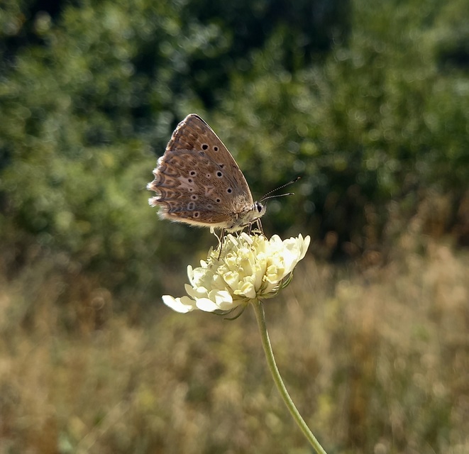 Polyommatus daphnis - csipkés boglárka