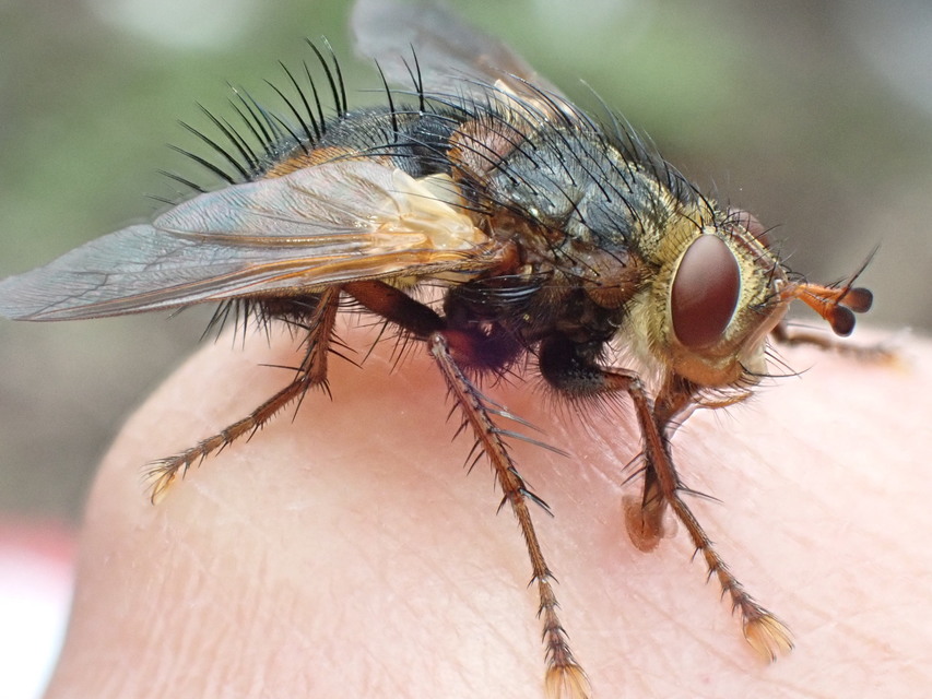 Tachina fera - közönséges fürkészlégy