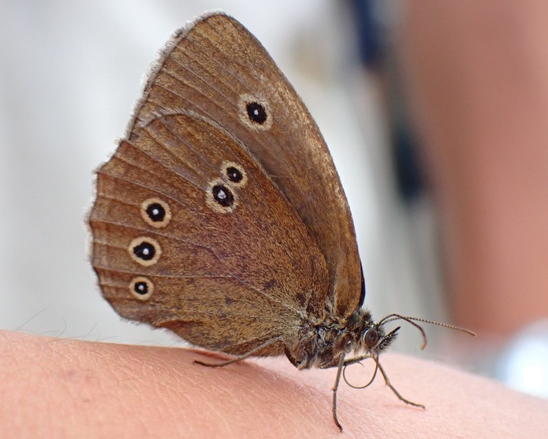 Aphantopus hyperanthus - közönséges ökörszemlepke
