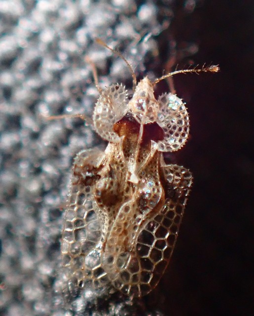 Corythucha arcuata - tölgy-csipkéspoloska