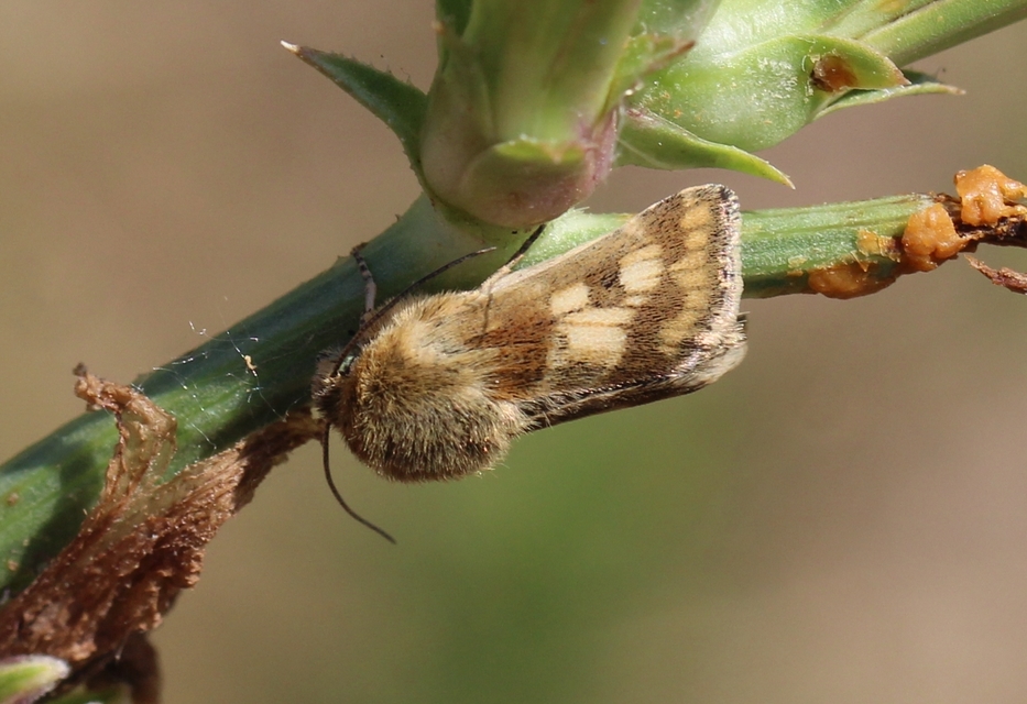 Schinia cardui - keserűgyökér-nappalibagoly