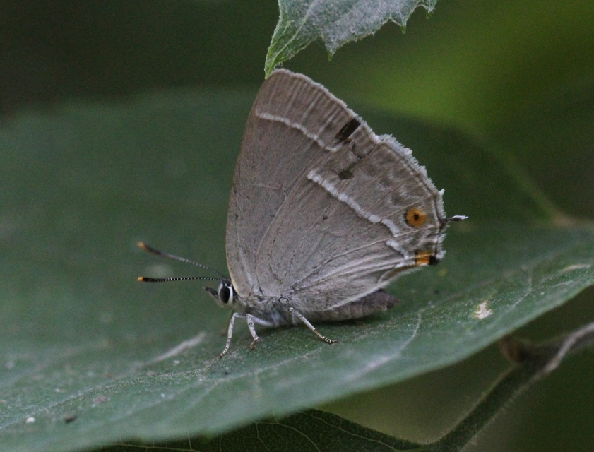 Neozephyrus quercus - tölgyfalepke