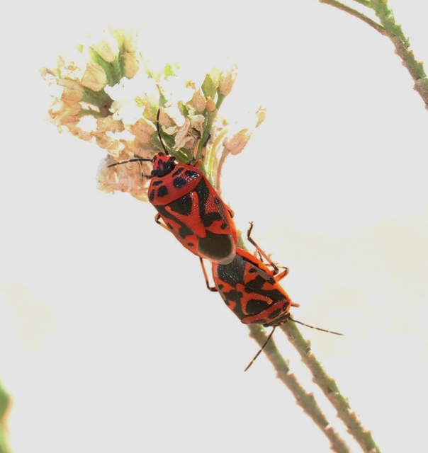 Eurydema ornata - díszespoloska