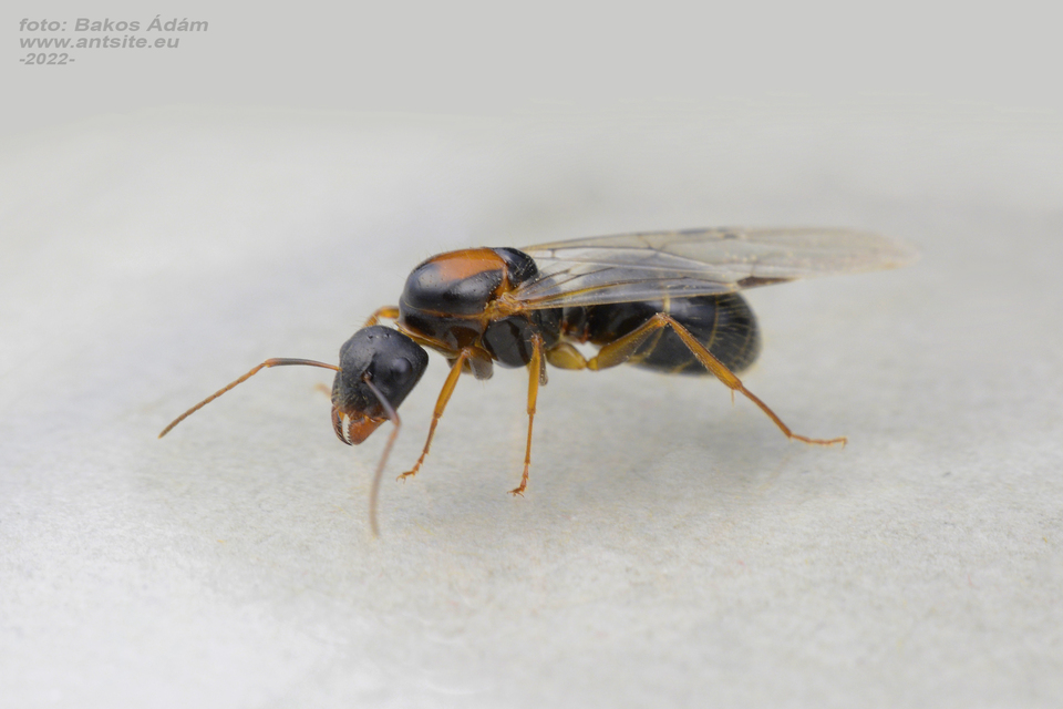 Camponotus aethiops - szőrös lóhangya