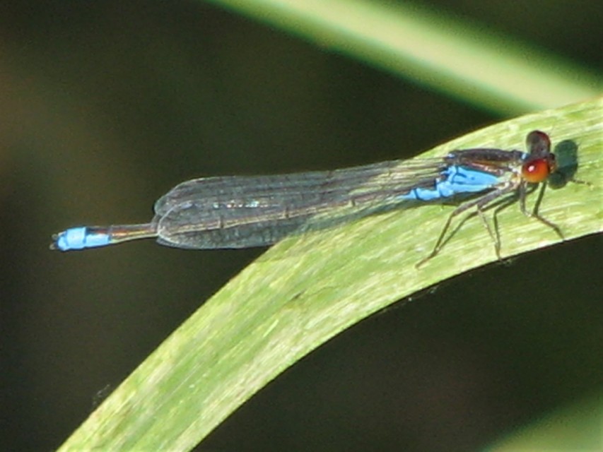 Erythromma viridulum - kis pirosszemű-légivadász