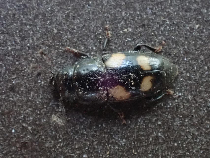 Glischrochilus quadrisignatus - amerikai fénybogár Glischrochilus quadrisignatus - amerikai fénybogár