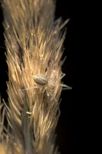 Cheiracanthium