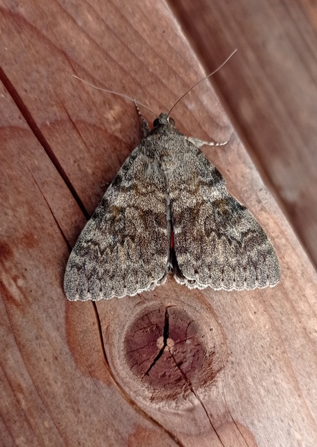Catocala elocata - közönséges övesbagoly