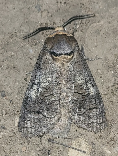 Cossus cossus - fűzfarontólepke