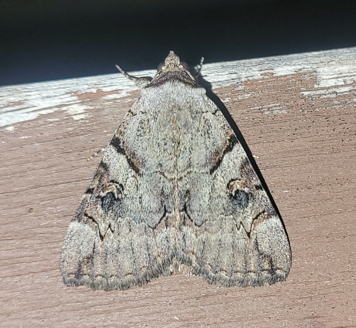 Catocala hymenaea - kökény-övesbagoly