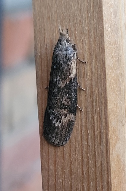Lamoria anella - törmelékmoly