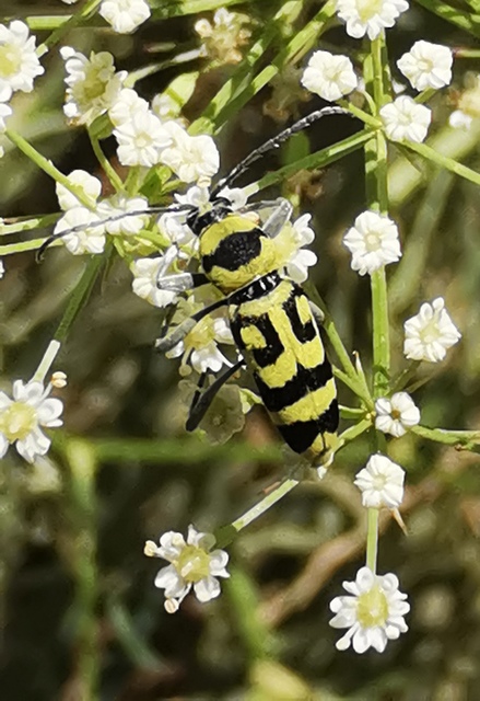 Chlorophorus varius - díszes darázscincér