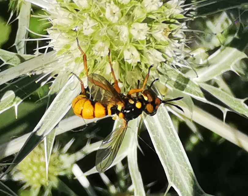 Conopidae - fejeslegyek