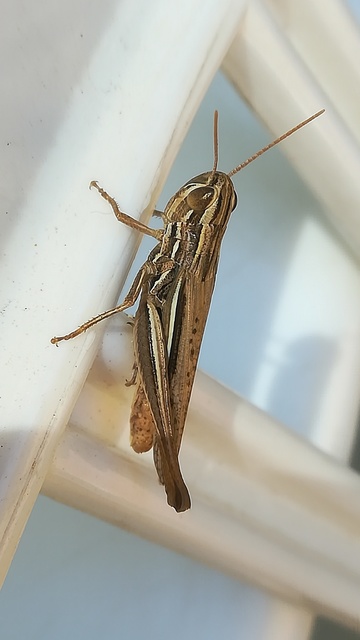 Euchorthippus declivus - rövidszárnyú rétisáska