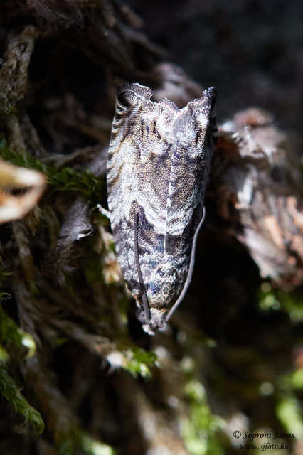 Tortricidae - sodrómolyfélék