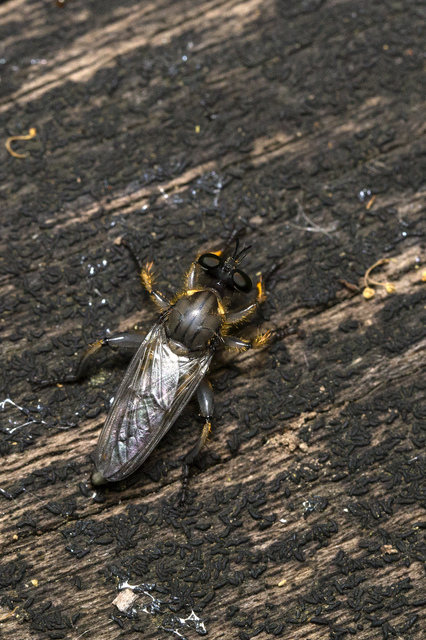 Choerades fimbriata/fulva
