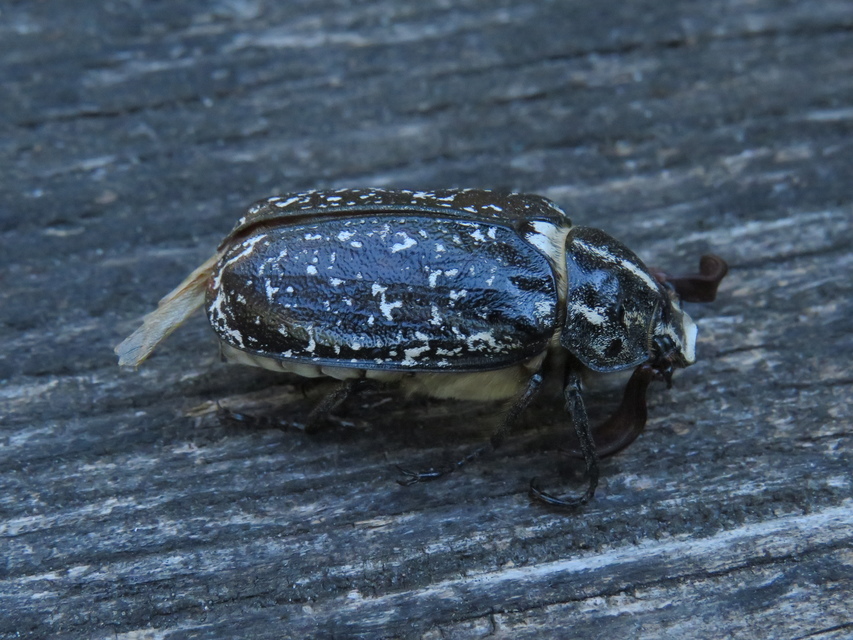 Polyphylla fullo - csapó cserebogár