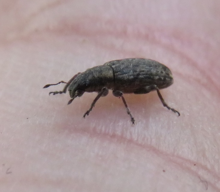 Sitona callosus - szempillás csipkézőbogár