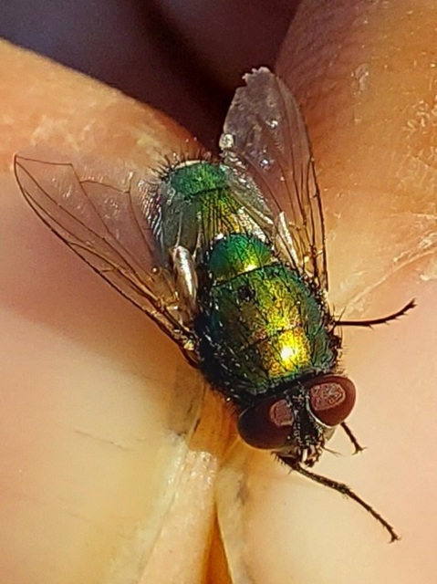 Lucilia