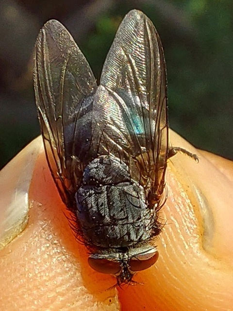 Calliphora vicina - kék dongólégy