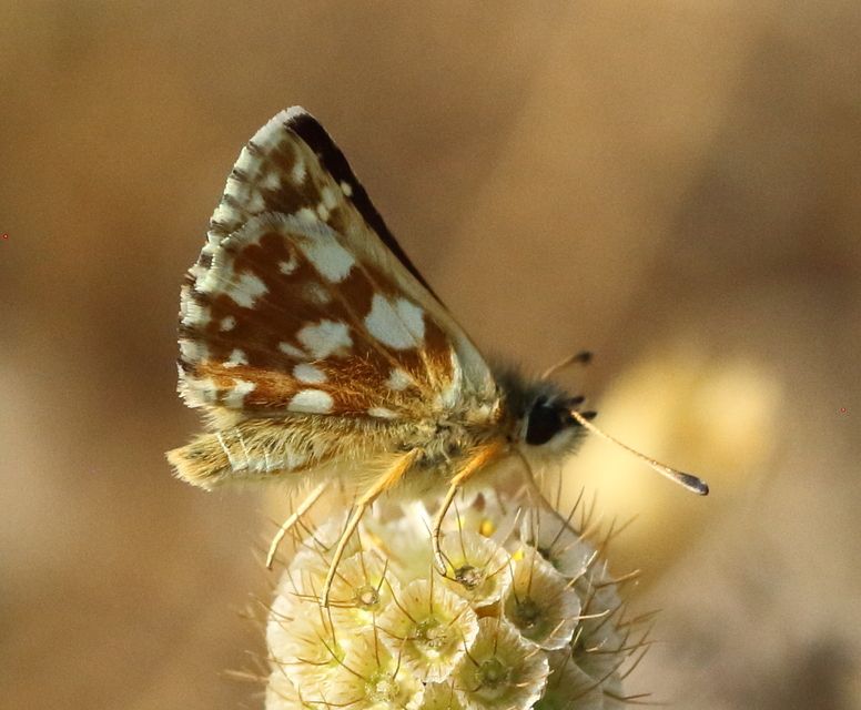Spialia orbifer - törpe busalepke