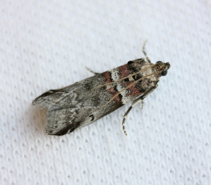 Acrobasis