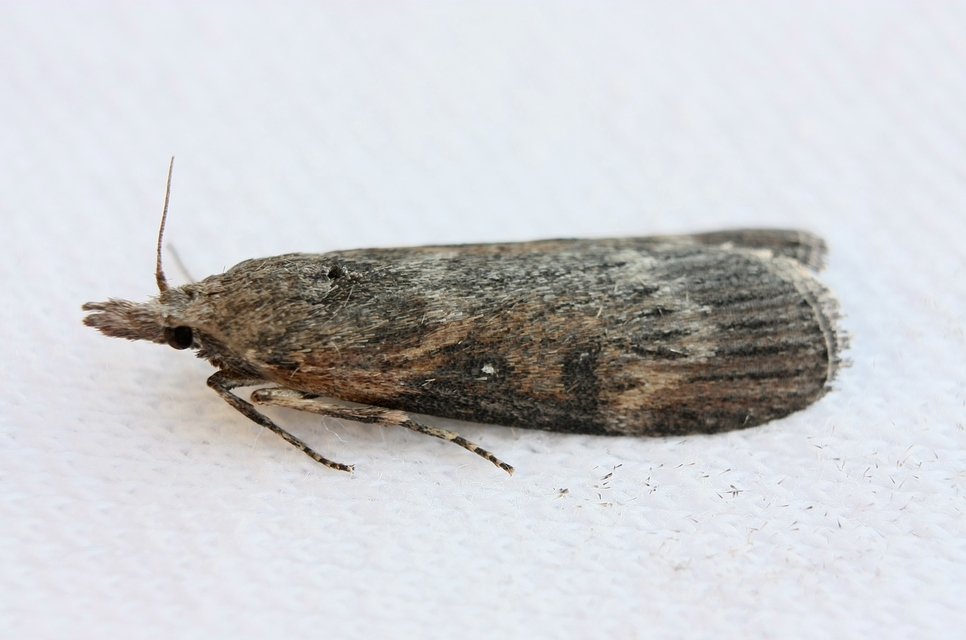 Lamoria anella - törmelékmoly