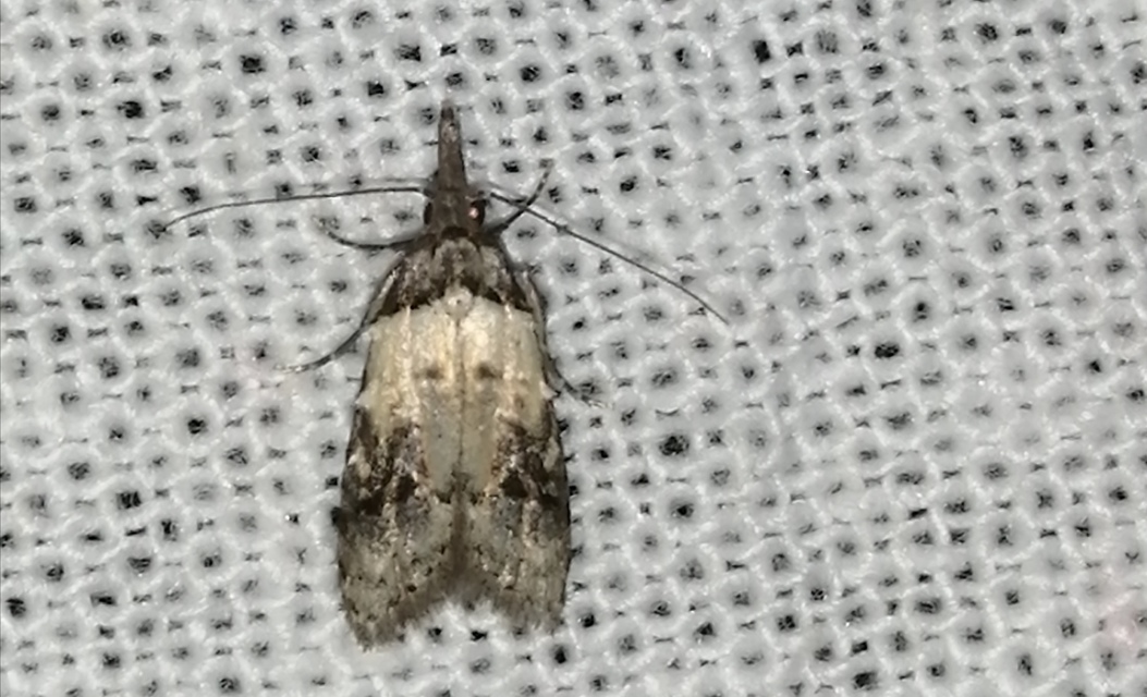 Carposina scirrhosella - közönséges csipkebogyómoly