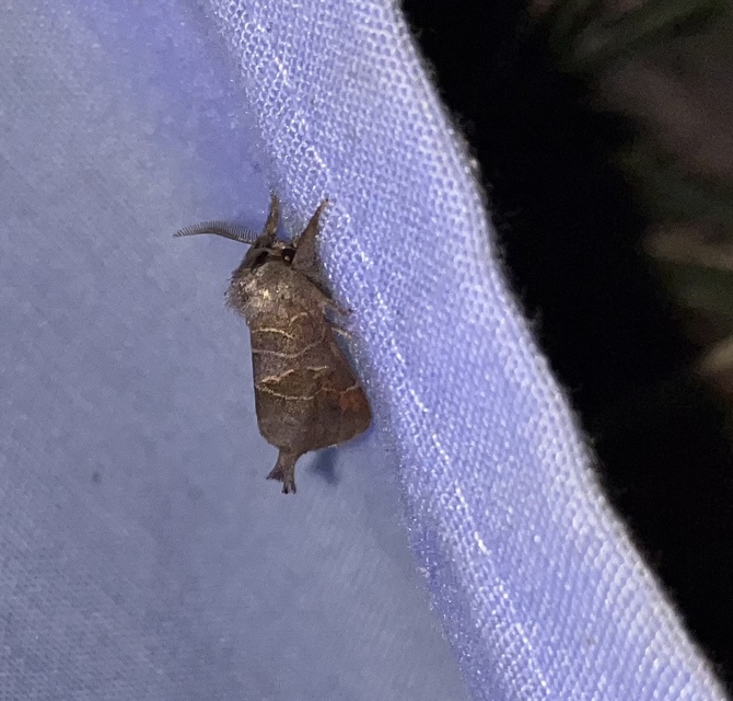 Clostera pigra - apró levélszövő