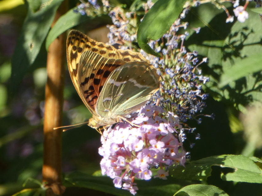 Argynnis pandora - zöldes gyöngyházlepke
