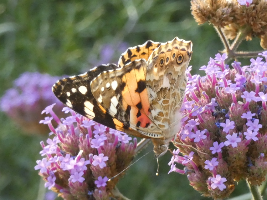 Vanessa cardui - bogáncslepke